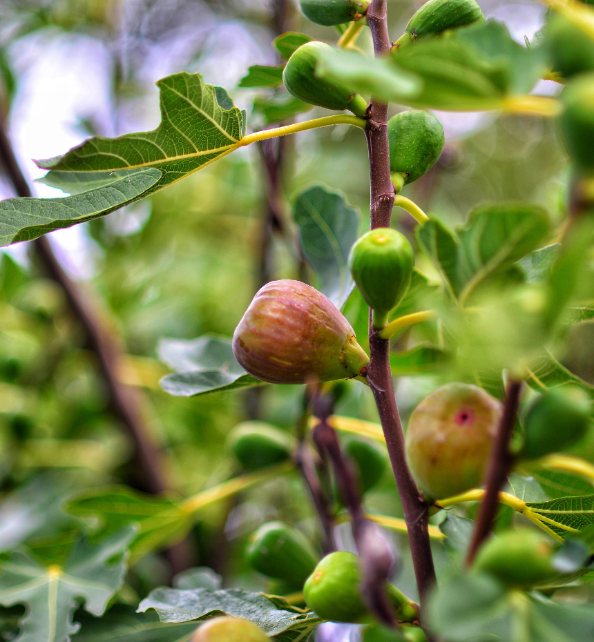 premium Fig (Anjeer)