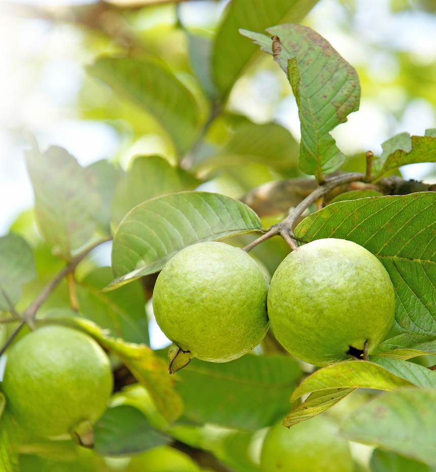 Export-Oriented Pomegranate Farming
